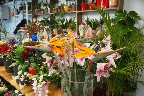 Bild 3 von Rosa Garten-Welt